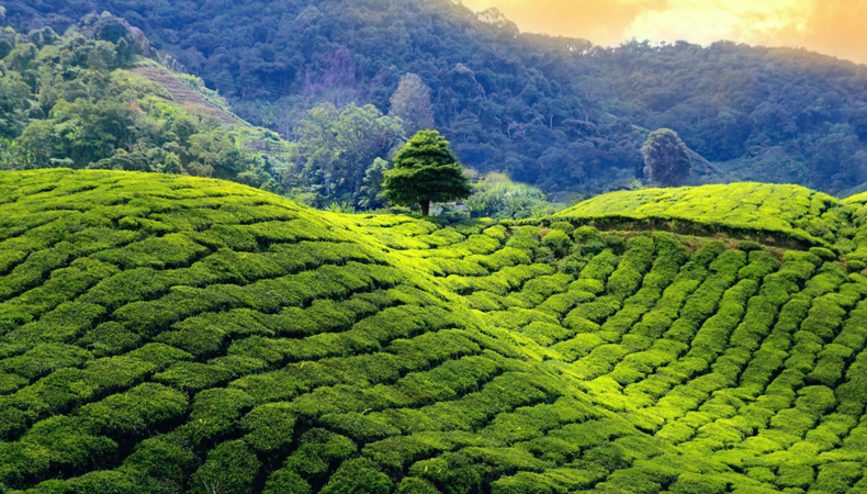 The Beauty of Eastern India: Darjeeling & Sikkim Individual Tour cum Training Expedition: 2024