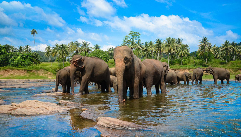 YHAI Sri Lanka Study Tour cum Training Programme 2024