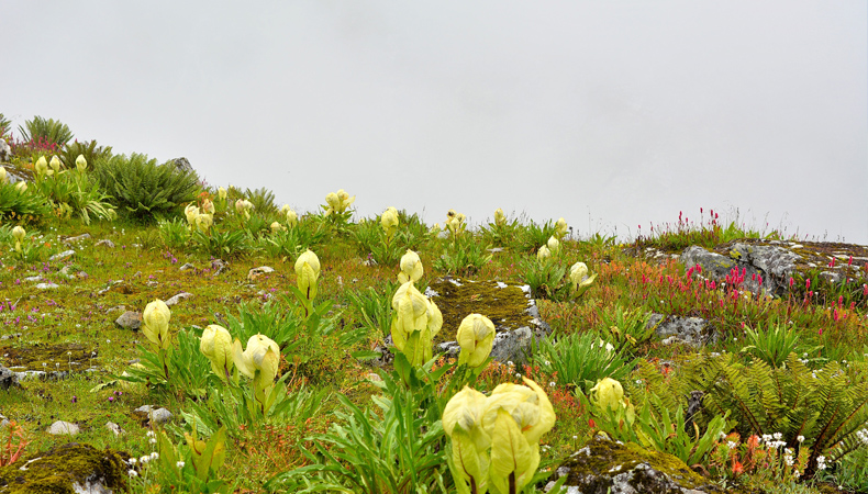 NATIONAL HIMALAYAN VALLEY OF FLOWER TREKKING CUM TRANING EXPEDITION