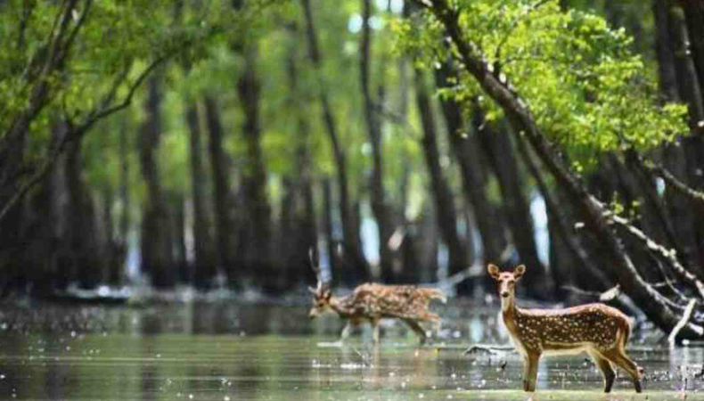 UNESCO World Heritage Sundarban Adventure cum Training Camp 2024